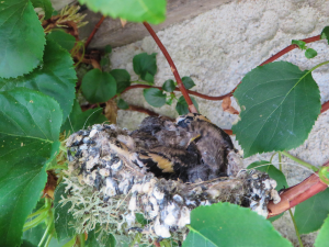 Een nestje puttertjes in de tuin