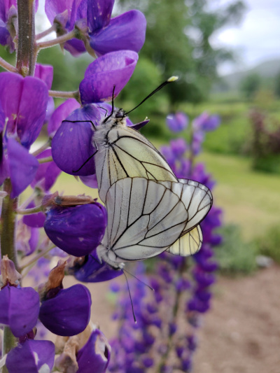 Parende vlinders in de tuin
